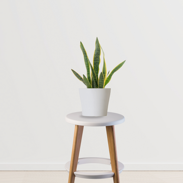 Green Sansevieria indoor plant